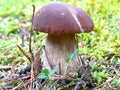 White fungus Boletus Edulis Russia Forest