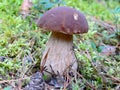 White fungus Boletus Edulis Russia Forest