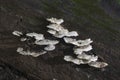 White fungus on dark log