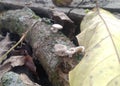 white fungus that grows on dead logs Royalty Free Stock Photo