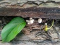 white fungus that grows in piles of wood Royalty Free Stock Photo