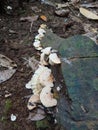 A white fungus that grows on the trunk of a tree that has been cut down.