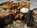 White fungus mushroom grow inside tree stump destroy it from within