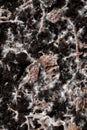 white fungus mycelium fibers of chestnut mushrooms growing on compost Royalty Free Stock Photo