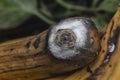 white fungus on the rotting banana skin.