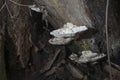 White fungus on rotting tree