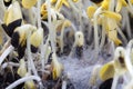 White fungus on soil with sunflower seeds. Microgreens.