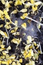White fungus on soil with sunflower seeds. Microgreens.