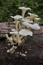 White fungus on wood log