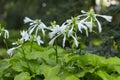 White funkia hosta lancifolia Royalty Free Stock Photo