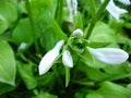 Floral tenderness of a plantain lily