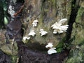 The white funnel fan-shaped woodcap mushrooms Royalty Free Stock Photo