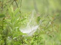 Funnel spiderweb attached to swamp bushes