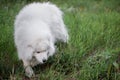 White, funny fluffy Samoyed dog in nature in grass. Traveling with pets. Walking, care of large dogs