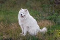 White, funny fluffy Samoyed dog in nature in grass. Traveling with pets. Walking, care of large dogs