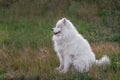 White, funny fluffy Samoyed dog in nature in grass. Traveling with pets. Walking, care of large dogs