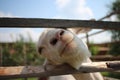 A white funny goat looks with its head over the fence at the animal farm Royalty Free Stock Photo