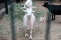White funny happy goat smiling behind a fence in a zoo or on a farm. Breeding livestock for milk and cheese. Domestic animals held