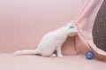 White funny kitten playing ball on the bed at home Royalty Free Stock Photo