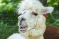 White funny Lama alpaca in New Zealand-