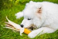 White Samoyed dog is eating his corn