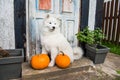 White funny Samoyed dog with halloween pumpkins.