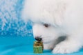 White funny Samoyed puppy dog with gift
