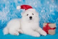 White funny Samoyed puppy dog in red Santa Claus hat with gift