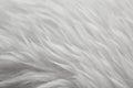 White fur Royalty Free Stock Photo