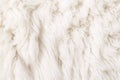 White fur animal closeup. Generate Ai Royalty Free Stock Photo