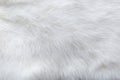 White fur background texture. Fluffy rabbit fur