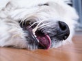 Dog Lying on wooden floor and Tongue sticking for cooling. Close Up at the mouth, see teeth and fangs. Royalty Free Stock Photo