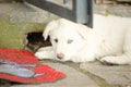 White fur puppy dog two minths old beautiful blue eye laying on the floor Royalty Free Stock Photo