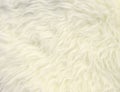 White fur texture background Royalty Free Stock Photo