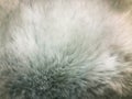 White fur texture background.Copy space for your text Royalty Free Stock Photo