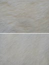 White fur texture