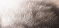 White fur texture background horizontal banner. Natural animal fluffy material, macro photo Royalty Free Stock Photo