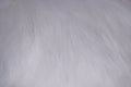 White fur texture full background Royalty Free Stock Photo