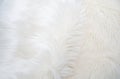 white fur texture. Long pile faux fur background