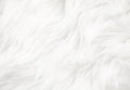 White fur texture Royalty Free Stock Photo