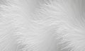 White fur vector abstract background. Light gray shaggy furry 3d hair texture. Fluffy white abstract background. Royalty Free Stock Photo