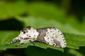 White Furcula Moth - Furcula borealis Royalty Free Stock Photo