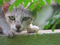 A white furious cat looking at the prey Royalty Free Stock Photo