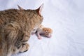 White-furred cat with its paw outstretched, looking down at a small black-furred cat