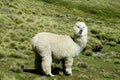 White furry alpaca on the green meadow Royalty Free Stock Photo