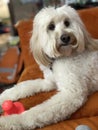 White furry cute dog looking perplexed