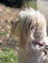 White furry cute dog looking perplexed