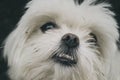 White furry dog Royalty Free Stock Photo