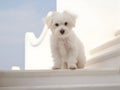 white furry dog stands on the steps of the white staircase