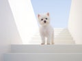 white furry dog stands on the steps of the white staircase